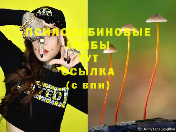 стаф Аркадак